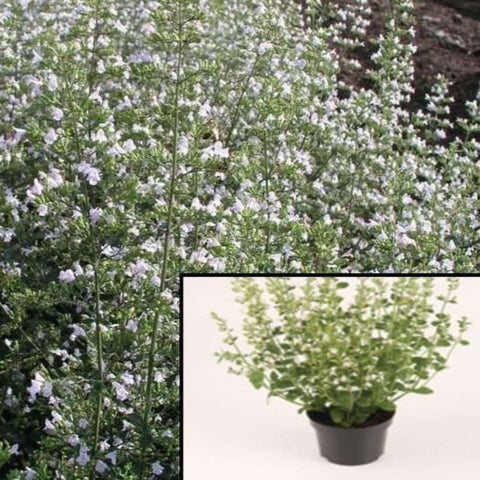 Calamintha Nepeta Ssp Nepeta 3Inches Pots Lesser Calamint Ground Cover Live Plant Mr7