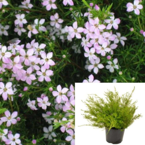 Coleonema Pulchrum Compacta 5Gallon Plant Dwarf Pink Breath Of Heaven 5Gallon Live Plant Mr7