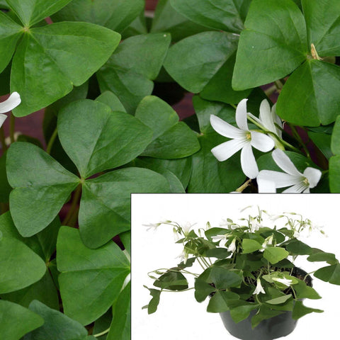 Green Shamrock Wood Sorrel 1Gallon Pot Plant Oxalis Acetosella Wood Sorrel Common Woo Live Plant Pr7Ht7
