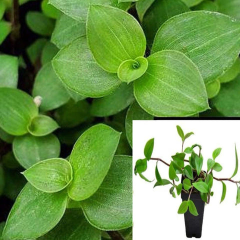 Tradescantia Fluminensis Green Wandering Jew Plant 6Packs Of 2Inches Pot Small Leaf White Ht7 Best Live Plant