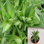 6Packs Of 2Inches Pot Crassula Sharks Tooth Plant Pagoda Village Succulents Live Plant Ht7 Best