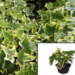 Ivy Gold Child Variegated Plant 6Packs Of 2Inches Pot Golden Ingot English Live Plant Ground Cover Best Ht7