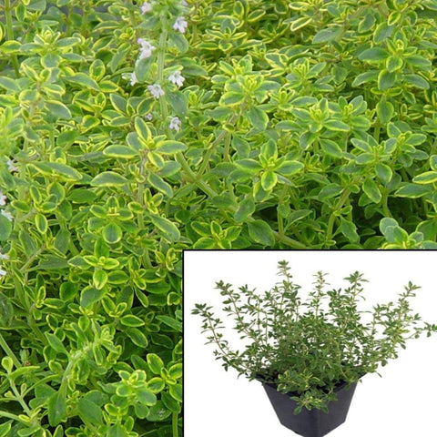 Thyme Golden Lemon Plant  Thymus Citriodorus Thyme Live Plant Mr7 Groundcover Fume Plant  12 Pack  Of 2Inches Pot