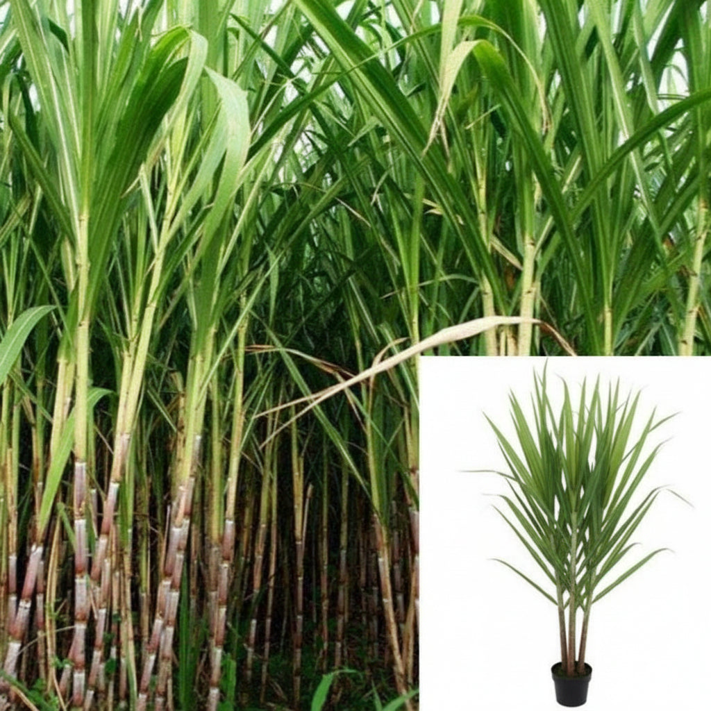sugar cane house plant Sugar Cane 5 Gallon Edible Veggies Sweet Black Saccharum Sugarcane – NNplant
