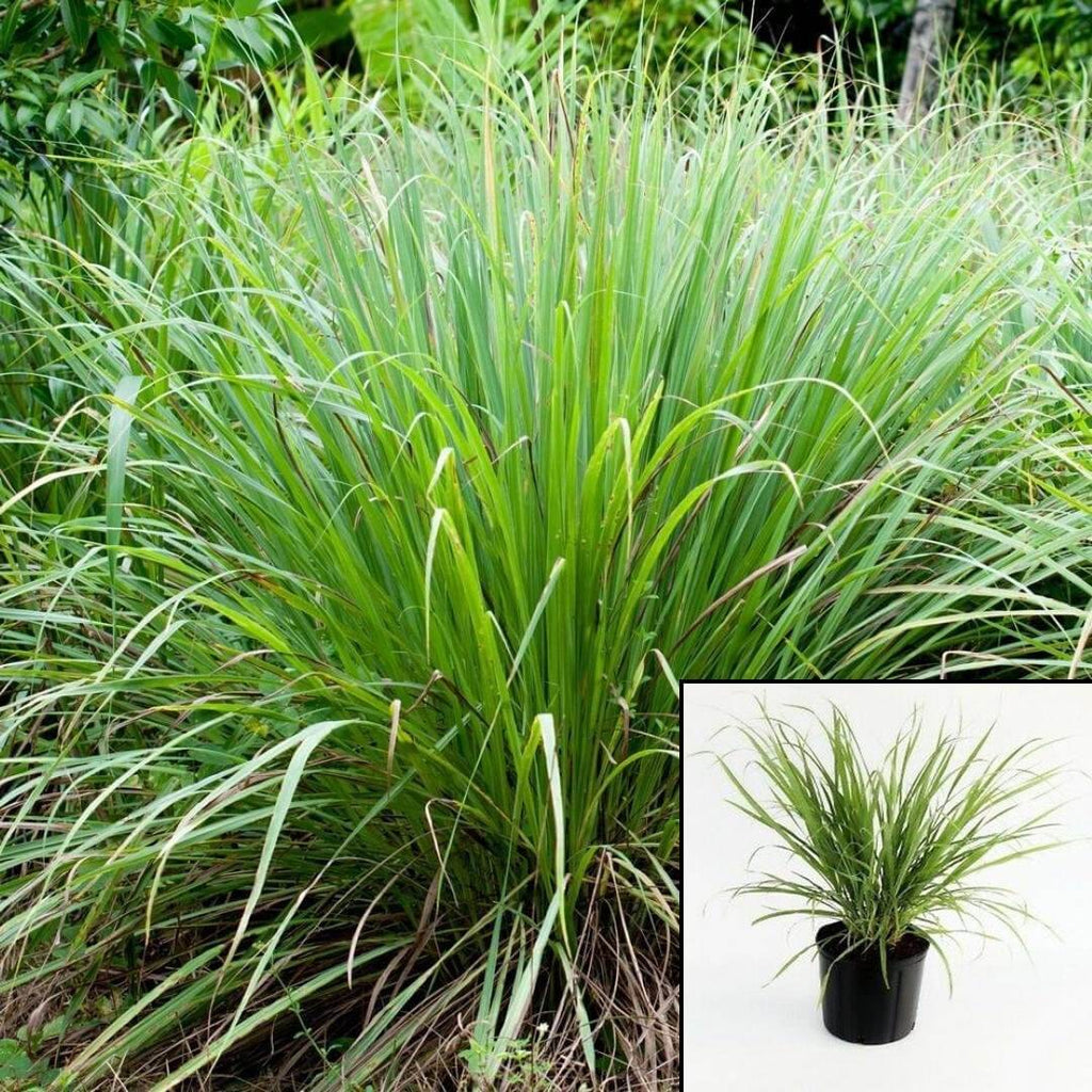 lemon grass potted plant White Lemongrass Organic Plant Lemon Grass Mosquitos Repellant Plant Rootstalk Cymbopogon Citratus 1 Gallon Live – NNplant