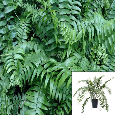 Crisped Feather Fern dallas Giant Sword Fernmacho Roosevelt Sword Fern Feather Verona Lace Whitman 1 Gallon Ht7 Live Plant