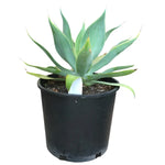 Agave Attenuata 1 Gallon Ht7 Plant Foxtail Agave Plant Swan S Neck Plant Succulent Live Plant Outdoor Ht7