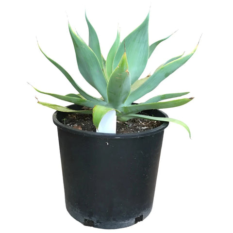 Agave Attenuata 1 Gallon Ht7 Plant Foxtail Agave Plant Swan S Neck Plant Succulent Live Plant Outdoor Ht7
