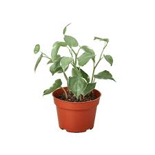 Peperomia Serpens Cupid Plant 4inches Pixie Lime Plant Rubber Best Live Plant Pot House Plant Ht7