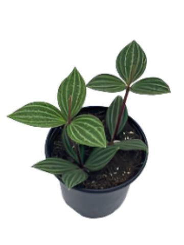 Peperomia Tetragona Parallel Peperomia plant 4inches Peperomia Variegated Plant Radiator Yellow Pot Ht7