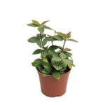 Peperomia Tetragona Parallel Peperomia plant 6inches Peperomia Variegated Plant Radiator Yellow Pot Ht7