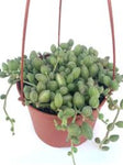 String Of Melon Plant 6Inches String Of Tears Plant Curio Herreanus Plant Hanging Succulent Live Plant Ht7
