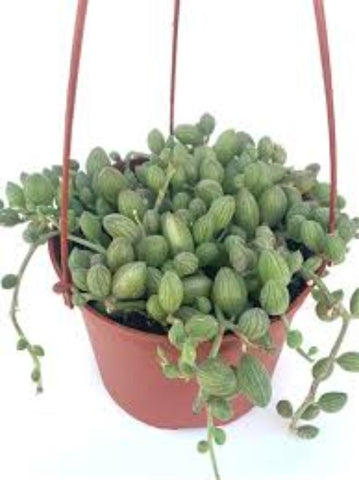 String Of Melon Plant 6Inches String Of Tears Plant Curio Herreanus Plant Hanging Succulent Live Plant Ht7