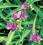 Tradescantia Gigantea Rose 1 Gallon Ht7 Plant Giant Spiderwort Live Plant Ht7