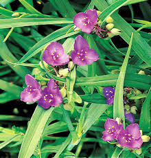 Tradescantia Gigantea Rose 1 Gallon Plant Giant Spiderwort Plant Spiderwort Live Plant Ht7