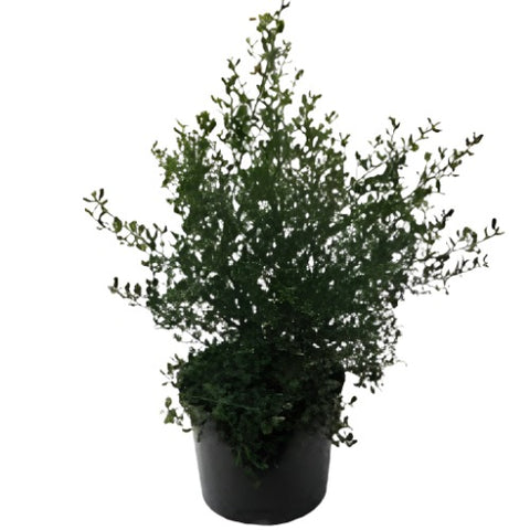 Ceanothus Carmel Creeper 5 Gallon Griseus Horizontalis Lilac Blue Live Plant Outdoor Fr7