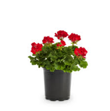 Geranium Santana Red 1 Gallon Ht7 Plant Geranium Zonal Flower Live Plant Pr7
