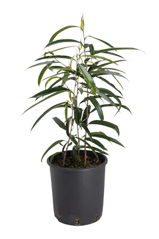 Ficus Sabre 4  pot Ficus longifolia Narrow Leaf Fig Plant Banana Leaf Fig best Live Plant Ht7