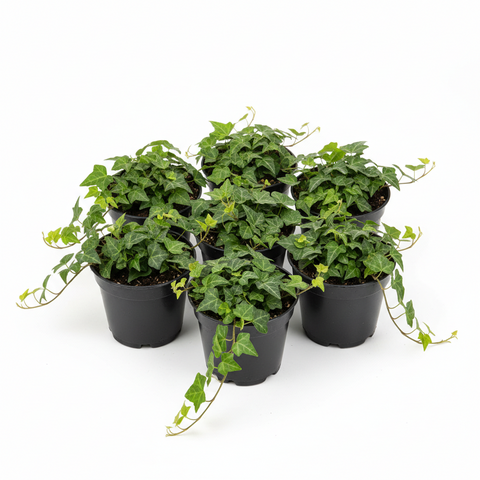 Ivy Gold Child Variegated Plant Pot Golden Ingot English Ground Cover –  NNplant