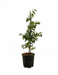Jujube Honey Jar Plant 3/8" Trunk 5 Gallon Plant Chinese Dates Plant Red Dates Plant Outdoor Plant Fruit Tree Live Plant Best Dw7 Ht7