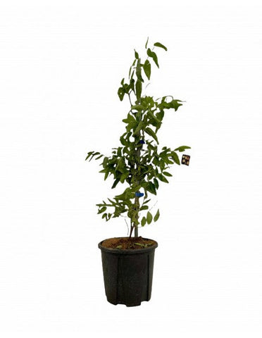 Jujube Honey Jar Plant 3/8" Trunk 5 Gallon Plant Chinese Dates Plant Red Dates Plant Outdoor Plant Fruit Tree Live Plant Best Dw7 Ht7