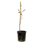 Jujube Sugar Cane 3/8" Trunk 5 Gallon Plant Chinese Dates Plant Red Dates Plant Outdoor Plant Fruit Tree Live Plant Best Dw7Ht7