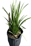 Dietes Iridioides 5 Gallon White Dietes Iridioides Wild Iris 5 Gallon Fr7