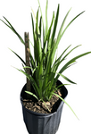 Hemerocallis Lemon Drop Fortnight Lily Dietes Plant Lemon Drop Moraea 5 Gallon Live Plant Ht7