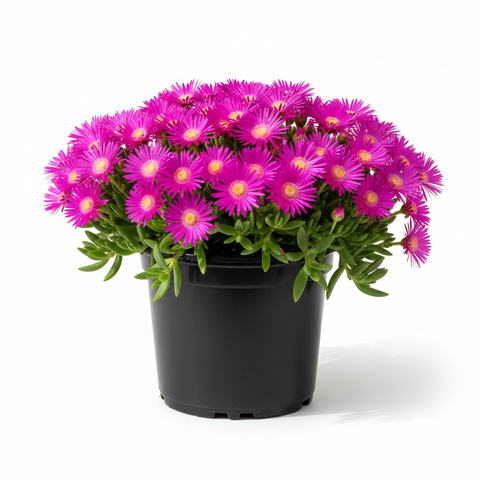 Lampranthus Productus 1 Gallon purple Iceplant Flower Succulent Ground –  NNplant