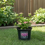 Hydrangea Endless Summer 1 Gallon Star Reblooming  big leaf flower Shrub Live Plant fr7