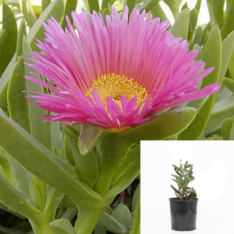 10 Cuttings Agavaceae Carpobrotus Chilensis Agavaceae Succulent Pink Plant Not Rooted