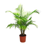 Majesty Palm 5 Gallon Ht7 Plant Ravenea Rivularis Arecales House Best Live Plant 4-6 Ft Tall Ht7