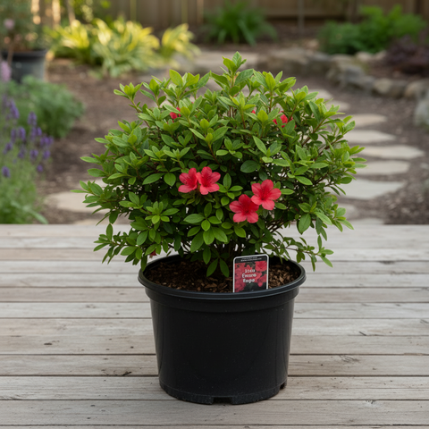 Products – Page 4 – NNplant