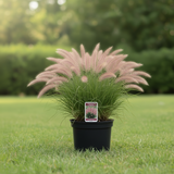 Pennisetum Karley Rose 1 Gallon Oriental Fountain Grass Ornamental Ornamental Grass Live Plant Gr8
