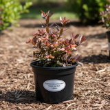 Baccharis Pigeon Point 1 Gallon Coyote Bush California Native Groundcover Live Plant Gr8