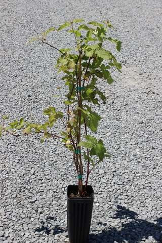 Boysenberry Thornlessr 5Gallon Rubus Ursinus Var. Loganobaccus Fruit Tree Live Plant Dw7Ht7