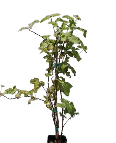 Boysenberry Thornlessr 5 Gallon Rubus Ursinus Var. Loganobaccus Fruit Tree Live Plant Best Dw7Ht7