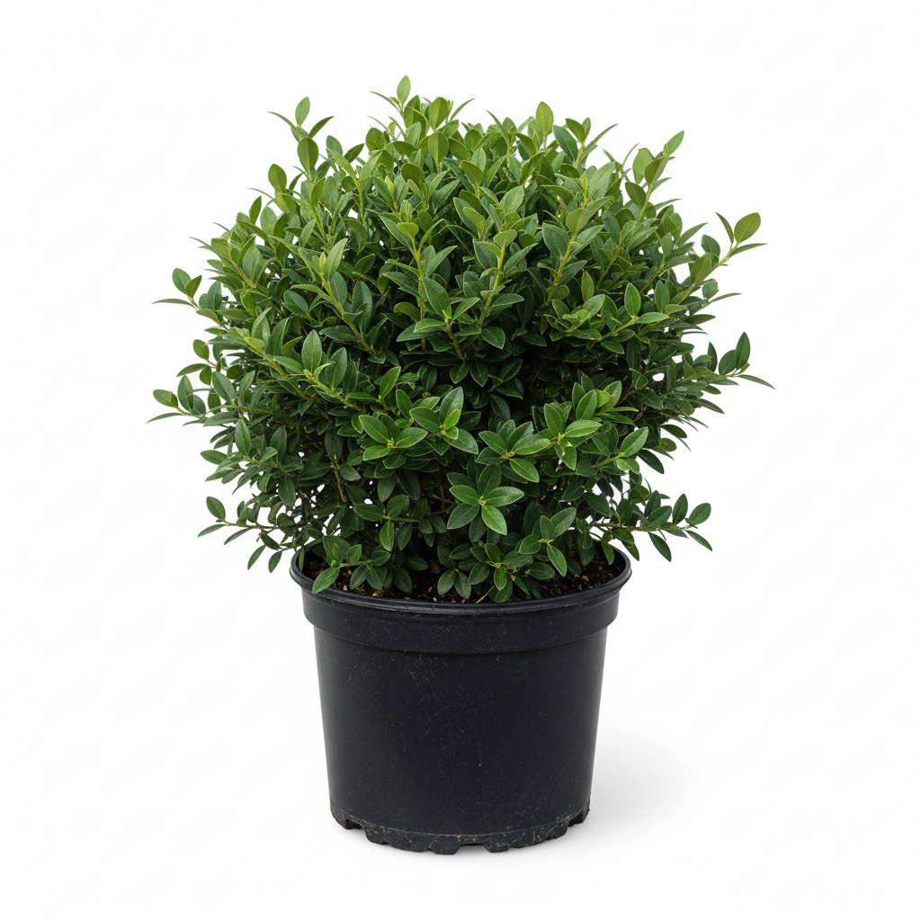 Outdoor- All Plants – NNplant