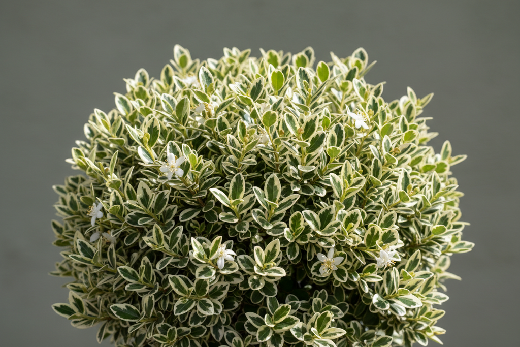Myrtus Communis Compacta Variegata 5 Gallon Variegated Dwarf Myrtle Potfr  Live Plant Ht7