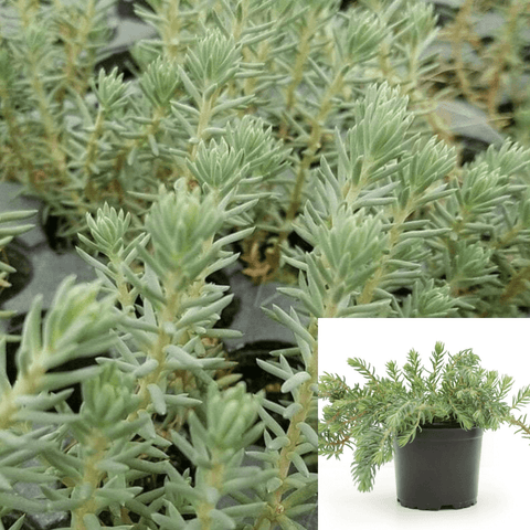 Sedum Blue Spruse Plant Sedum Succulent Blue Spruce Plant Pot Stonecrop Sedum Rupestre Succulent 1Quart Live Plant Ht7