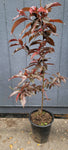 Fruit Tree Spice Zee Necta Plum 5 Gallon Plant Spice Zee Nectaplum Plant Outdoor Fruit Tree Live Plant Ht7