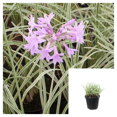 Tulbaghia Violacea Variegated 4inches Plant Variegated Society Garlic Live Plant Best