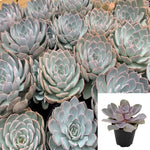 Echeveria Subsessilis Rosette Succulentl 1Gallon Live Plant Ht7