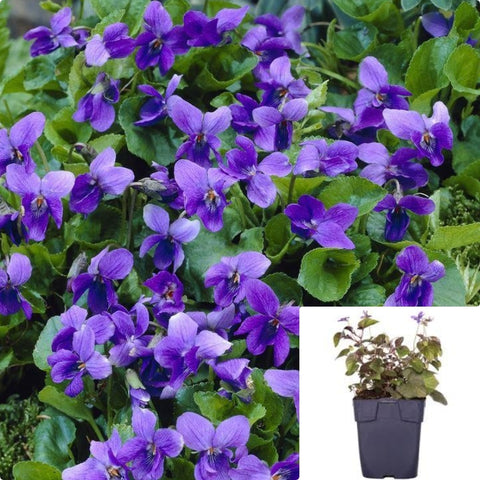 Viola Labradorica 4Inches Plant Labrador Violet Plant Alpine Violet American Dog Violet D Live Plant Ht7 Best