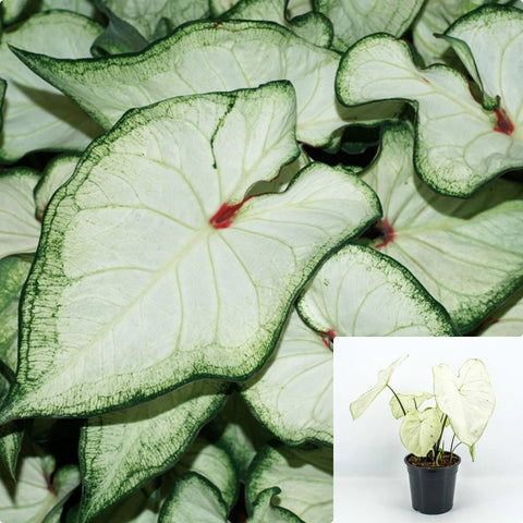 Caladiums White Plant Angels Wings Plant Elephant Ears Plant 6Inches House Live Plant