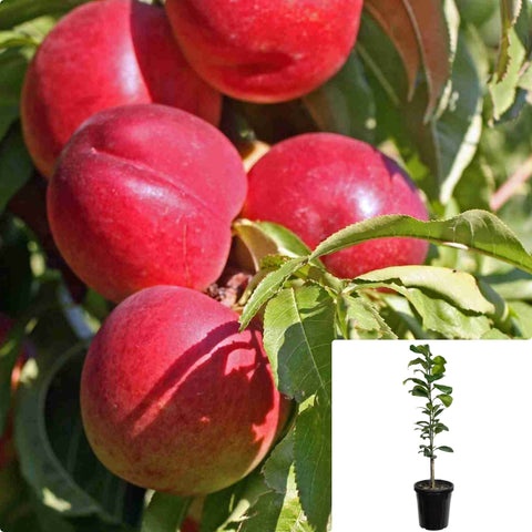 Nectarine Goldmine 7Gallon Goldmine Live Plant Outdoor Grho7 Fruit Tree Onsale