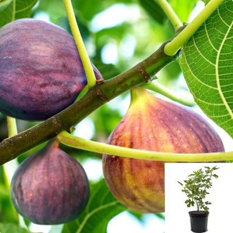 Fig Osborne Prolific 5Gallon Osborne Fruit Tree Prolific Fig Live Plant Outdoor Ho7