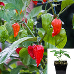 Pepper Ghost 4.5Inches Plant Supper Hot Pepper Hostest Pepper Live plant Pr7Ht7