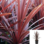 Cordyline Red Sensation 1Gallon Plant Cordyline Australis Red Sensation Plant Outdoor Palm Live Plant Gr7