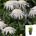 Chrysanthemum Carpet Angel Daisy 1Quart Plant Groundcover Shasta Daisy Plant Outdoor Flower Live Plant Mr7 Ht7